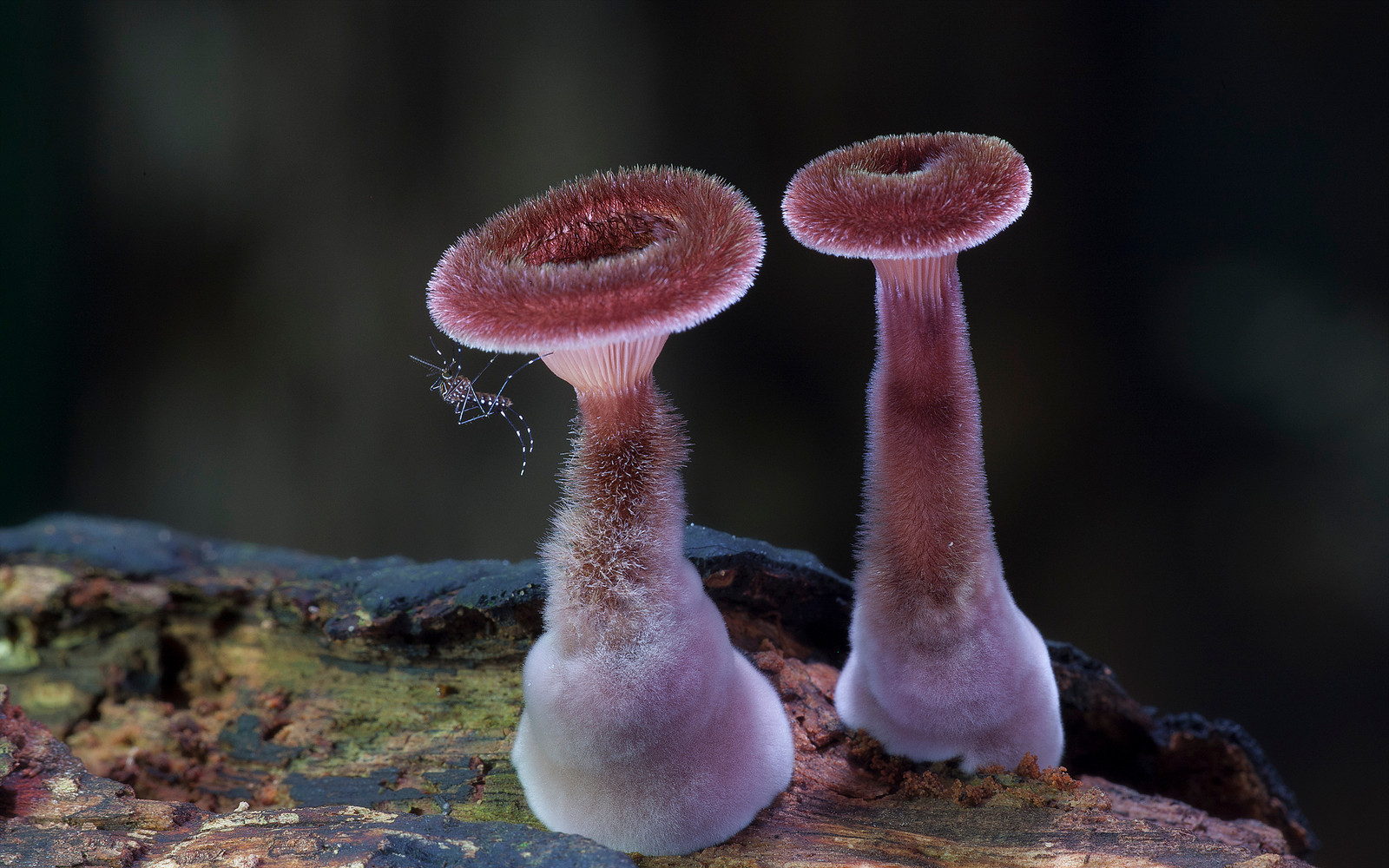 Самые необычные грибы в мире — викигриб