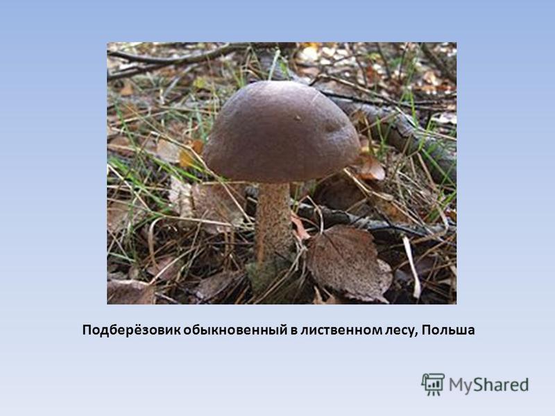 Подберезовики (грибы). описание, фото и виды