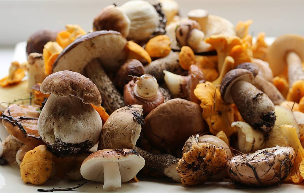 Вкусные котлеты и зразы с грибами: рецепты, фото, как приготовить грибные котлеты и зразы