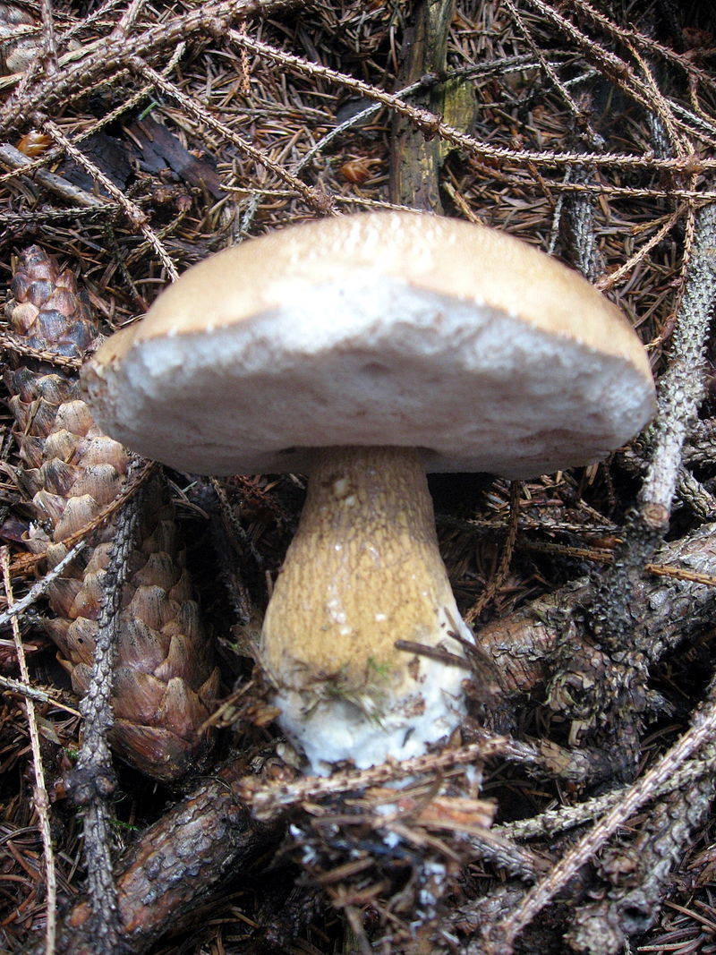 Ложный белый гриб (желчный гриб, горчак)