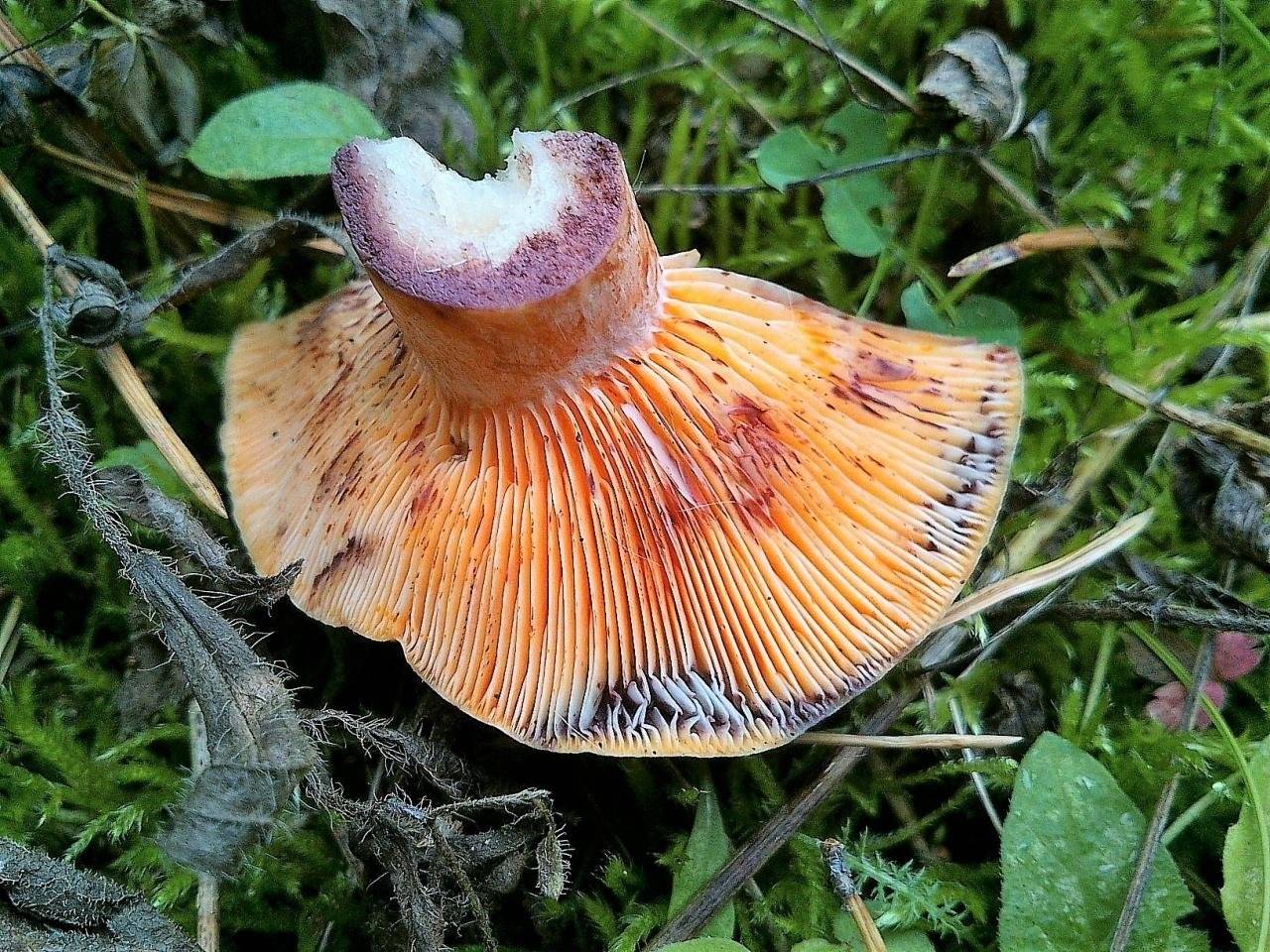Цвет рыжиков. Рыжик Полукрасный гриб. Lactarius semisanguifluus. Пластинчатые съедобные грибы рыжики. Рыжик пластинчатый.