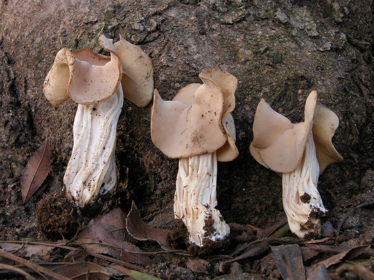 Подосиновик белоножковый  – описание гриба. полезные свойства. где растет.