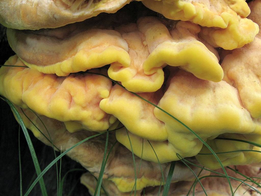 Куриный гриб (трутовик серно-желтый, гриб курица, laetiporus sulphureus): как выглядит, где и как растет