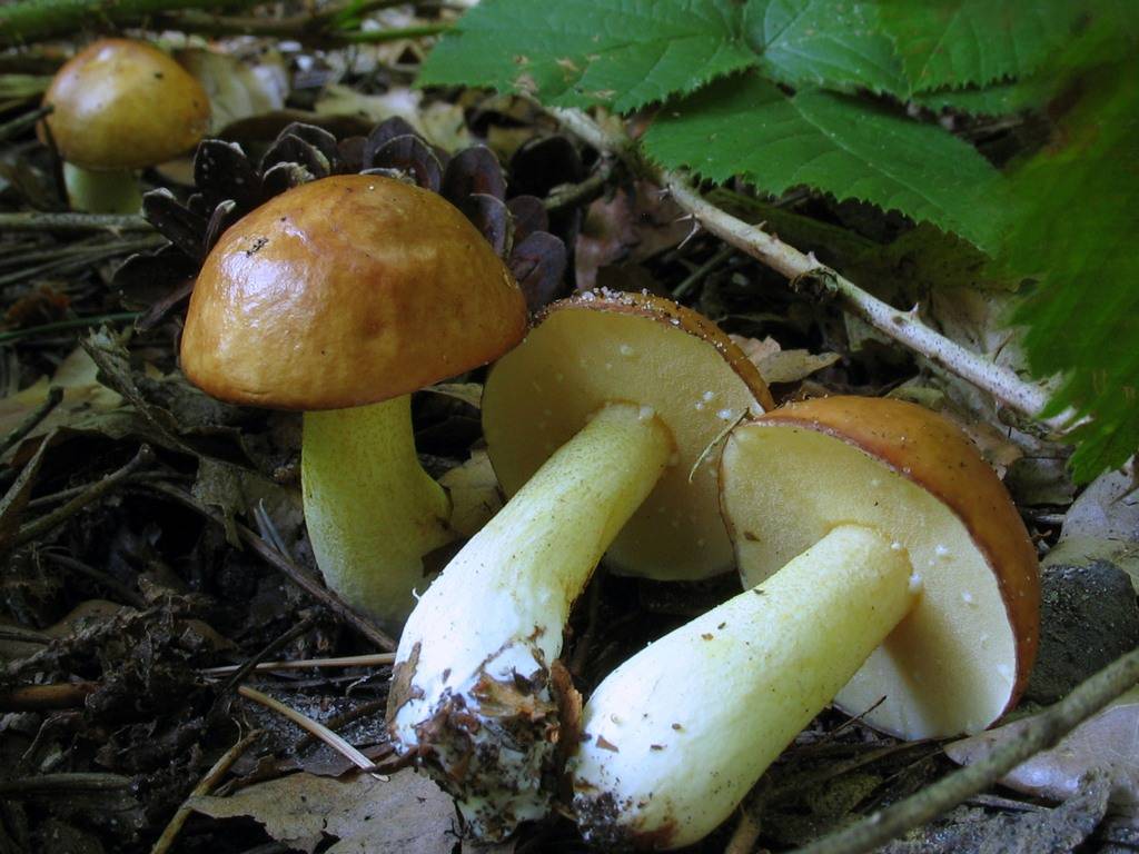 Моховик зеленый (xerocomus subtomentosus): фото, описание и рецепты приготовления съедобного гриба