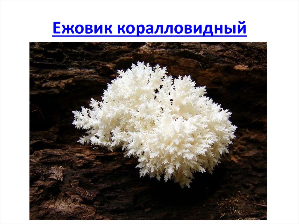 Коралловый гриб - рецепт приготовления ежовика пошагово с фото и видео