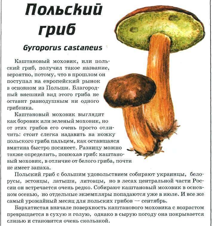 Польский гриб съедобный или нет. Моховик Боровик гриб. Моховик польский гриб. Моховик каштановый гриб. Польский белый гриб ложный.