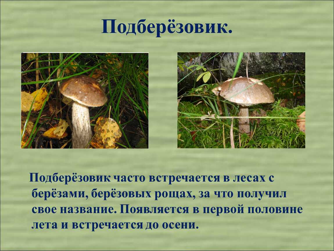 Гриб подберезовик: описание, разновидности, фото гриба в лесу