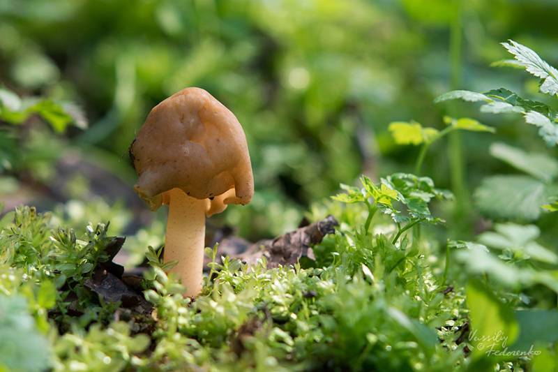 Колпак кольчатый — описание гриба, где растет, похожие виды, фото