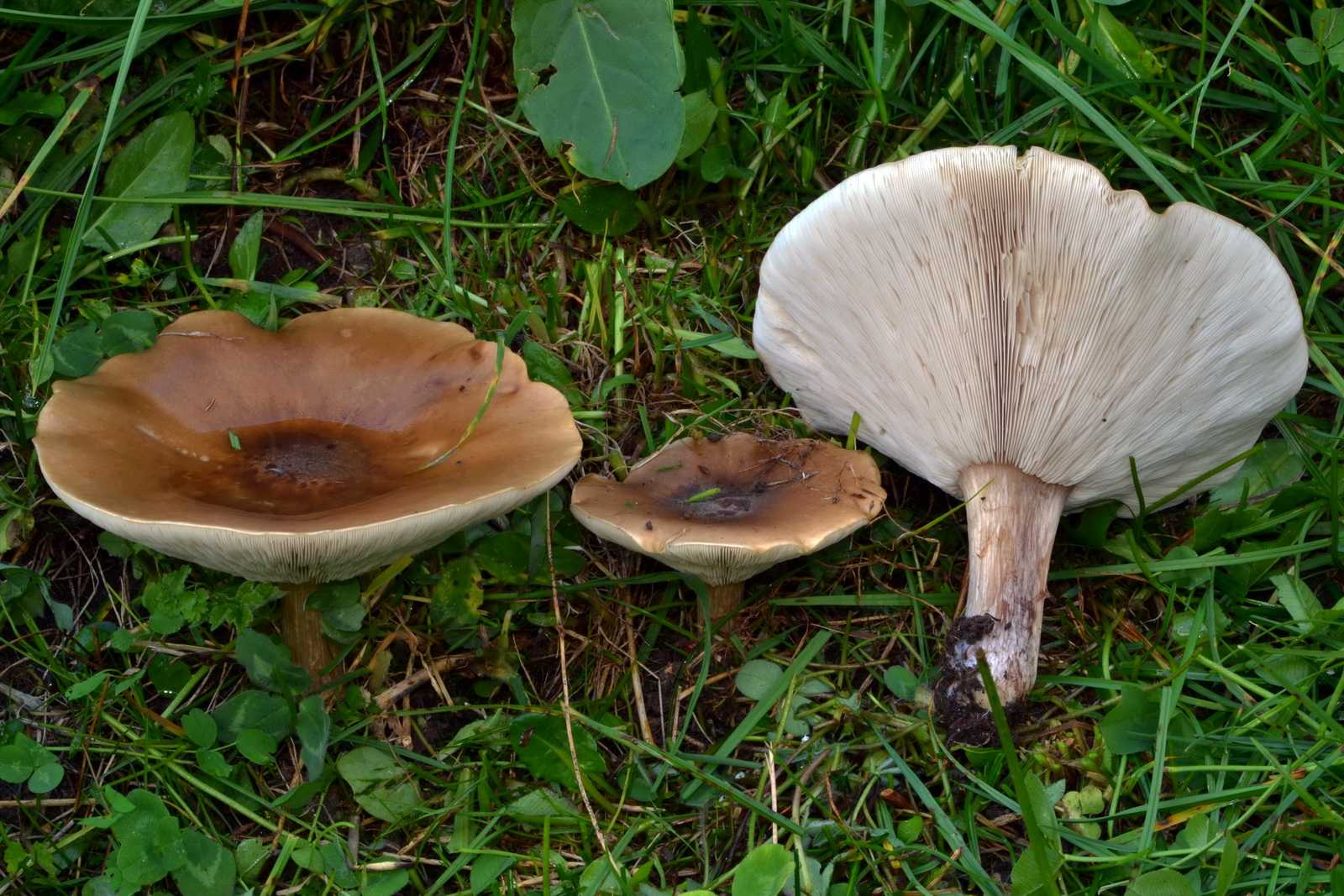 Меланолеука, гриб съедобный или нет