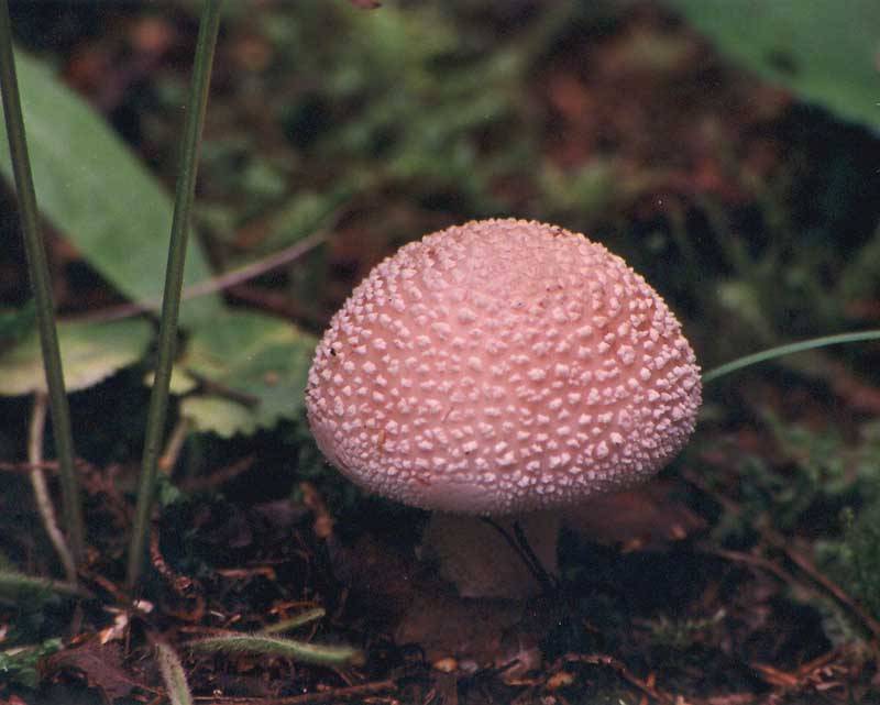 Мухомор серо-розовый: фото, описание, съедобность и отличия от схожих видов
