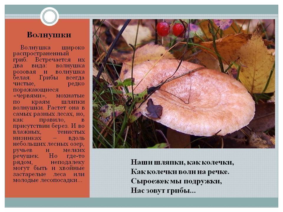 Волнушка розовая или гриб волжанка (lactarius torminosus): фото, описание и рецепты приготовления
