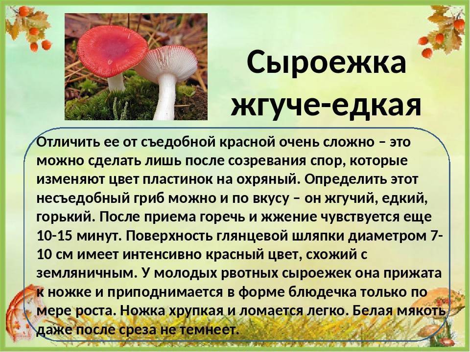 Грибы сыроежки (russula): где растут, виды, фото, калорийность