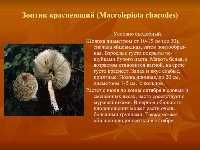 Съедобные грибы саратовской области