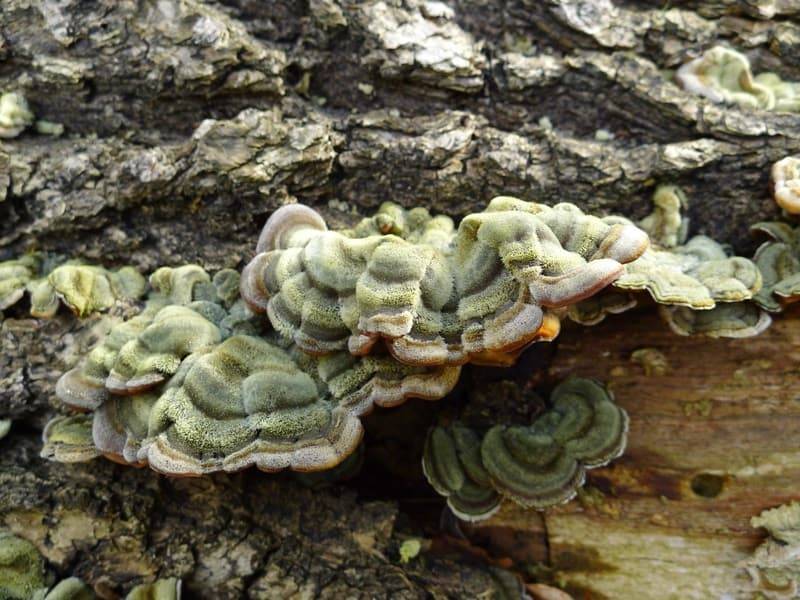 Аурикулярия извилистая: фото и описание гриба, съедобность