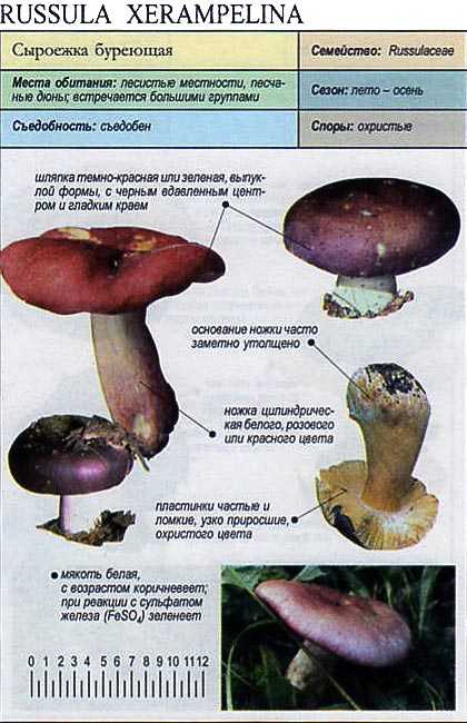 Сыроежка ломкая: описание и фото фиолетового гриба — викигриб
