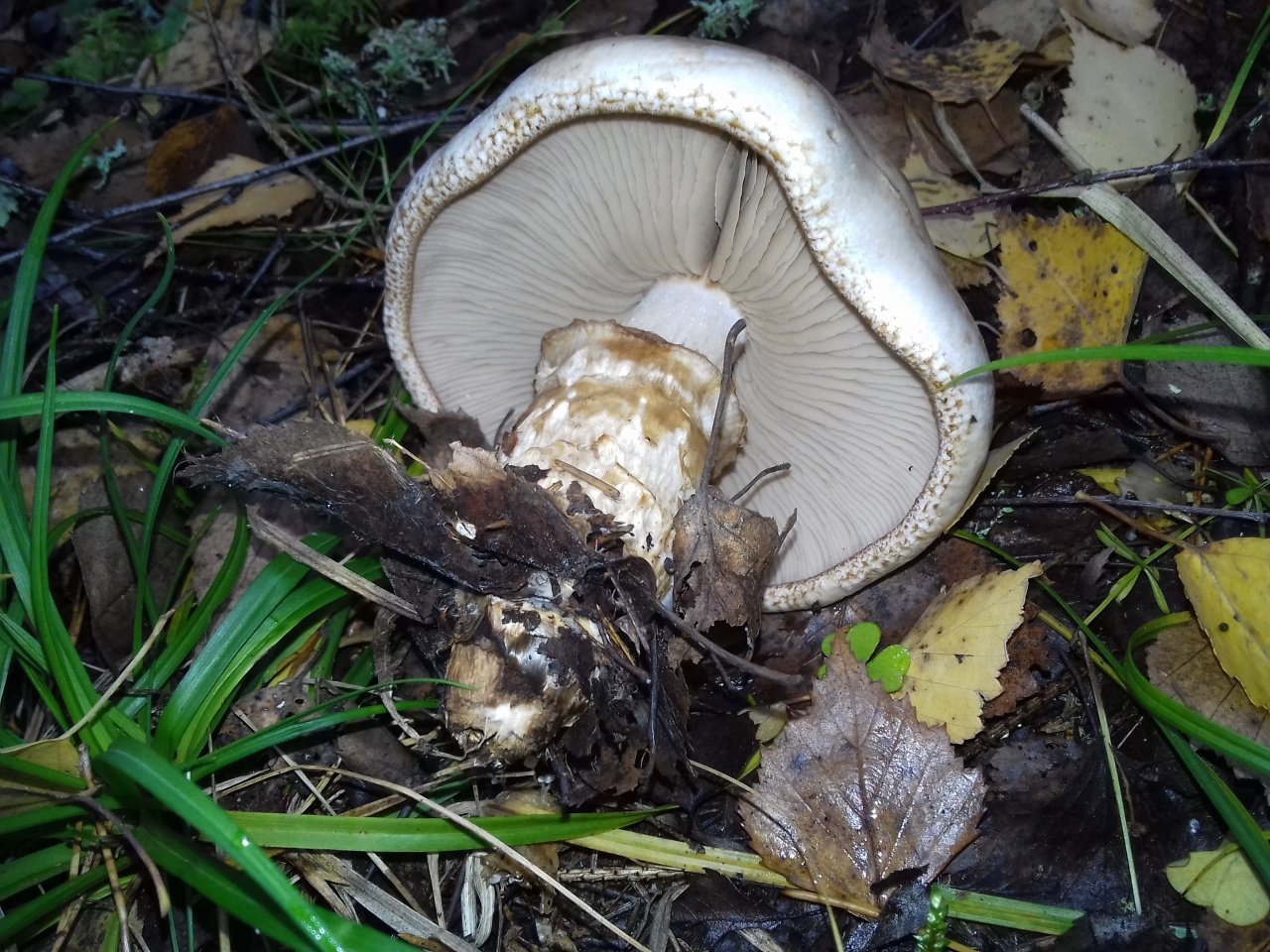 Гриб гебелома – простой и невкусный - грибы собираем