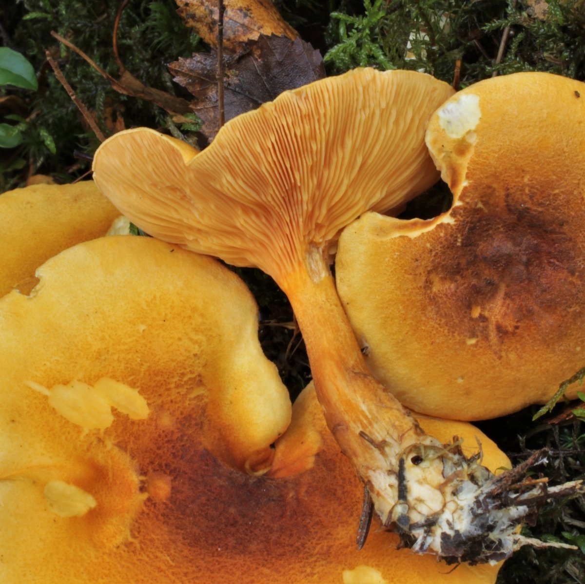 Особенности гриба говорушка оранжевая