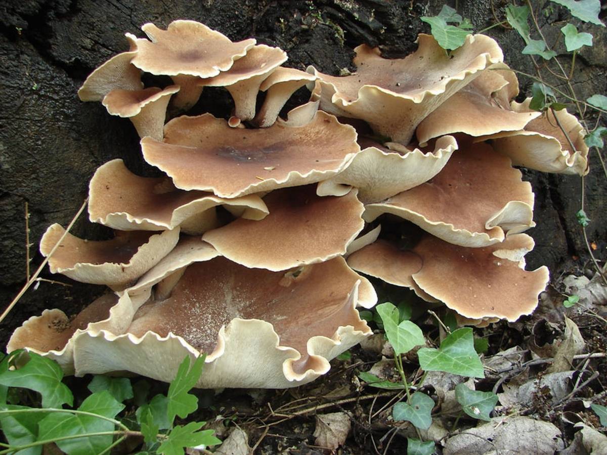 Пилолистник бокаловидный - описание, где растет, ядовитость гриба