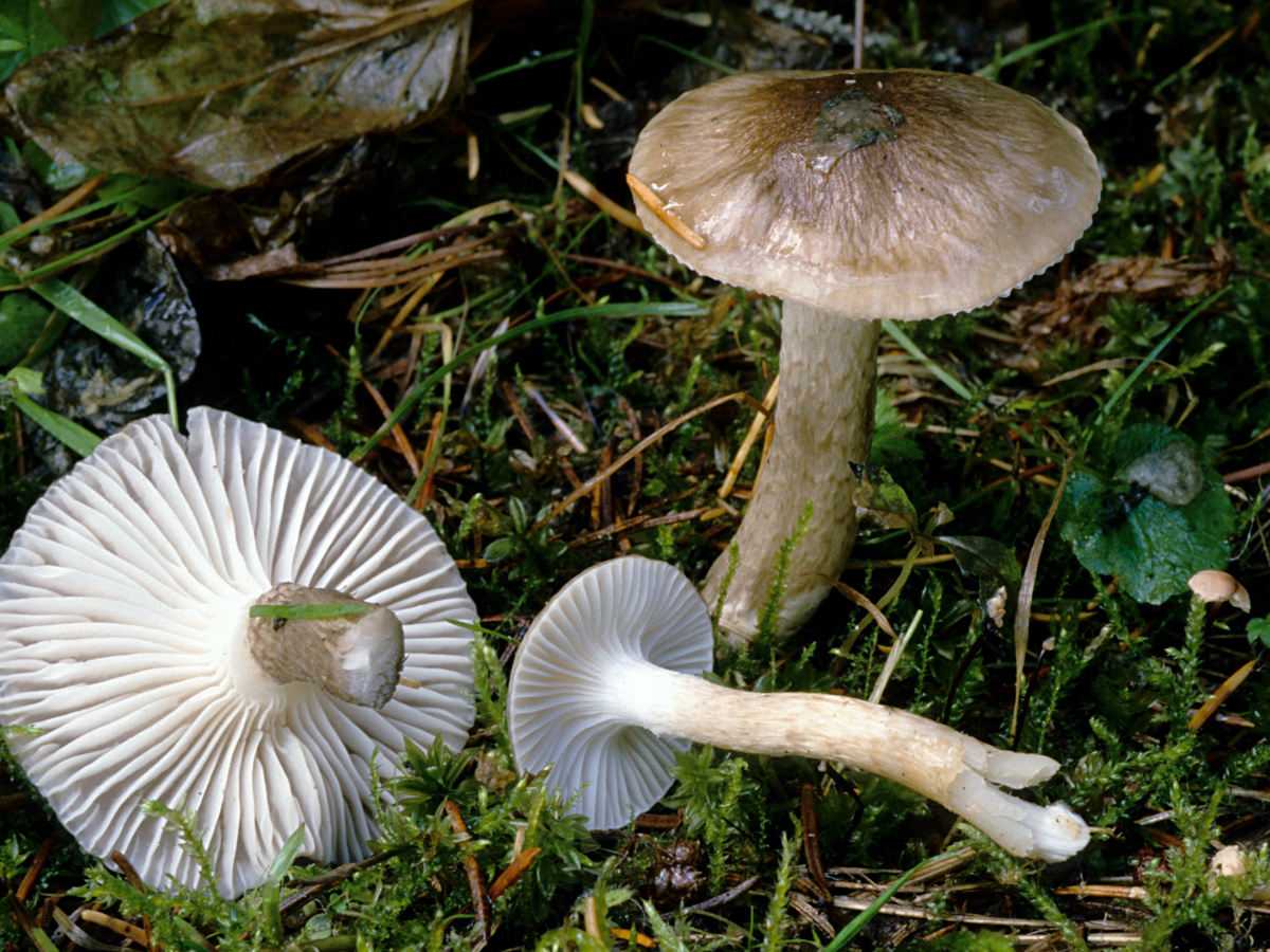 В чем особенность гриба Гигрофор бурый?