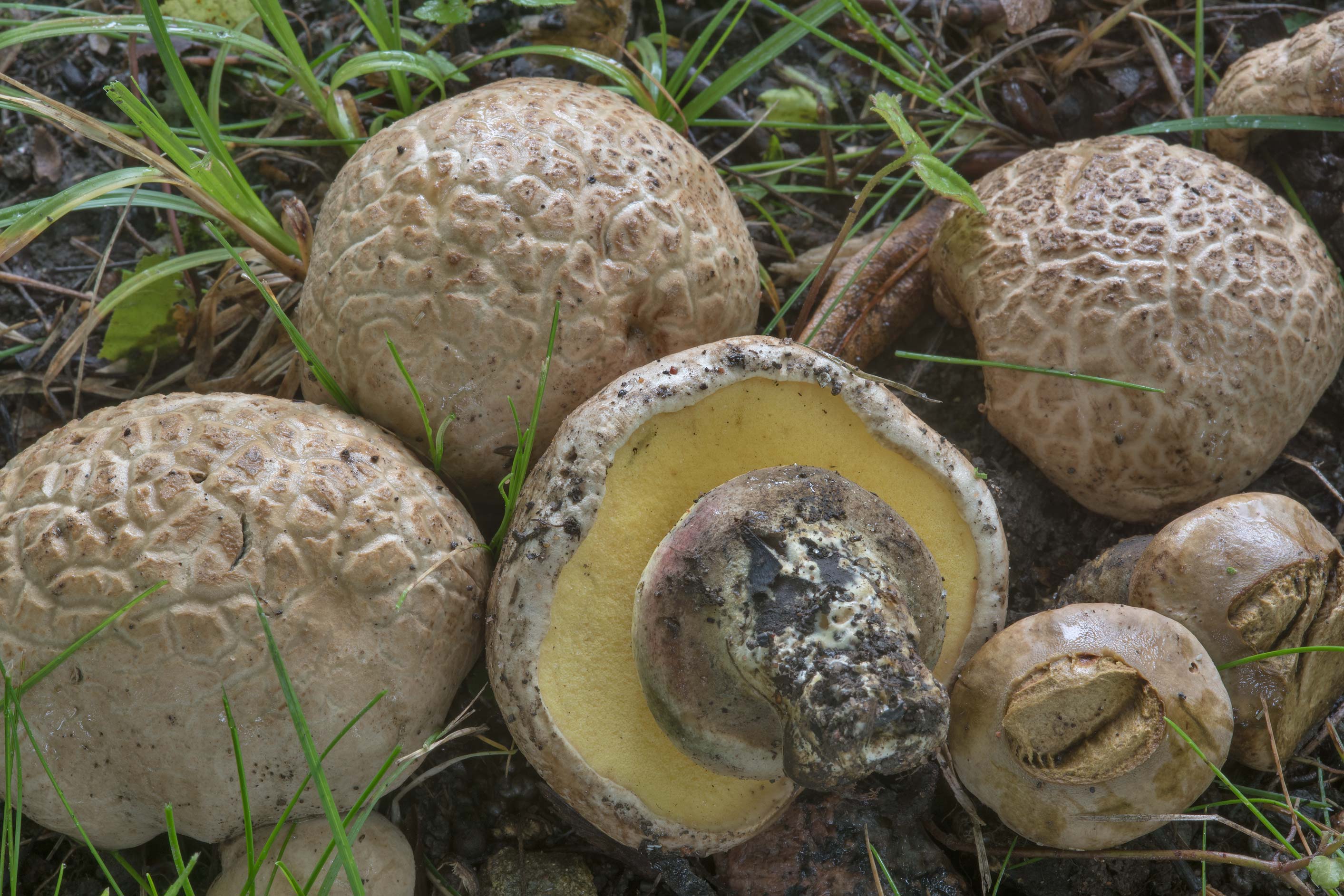 Рядовка желто-бурая – съедобность гриба. описание, фото
