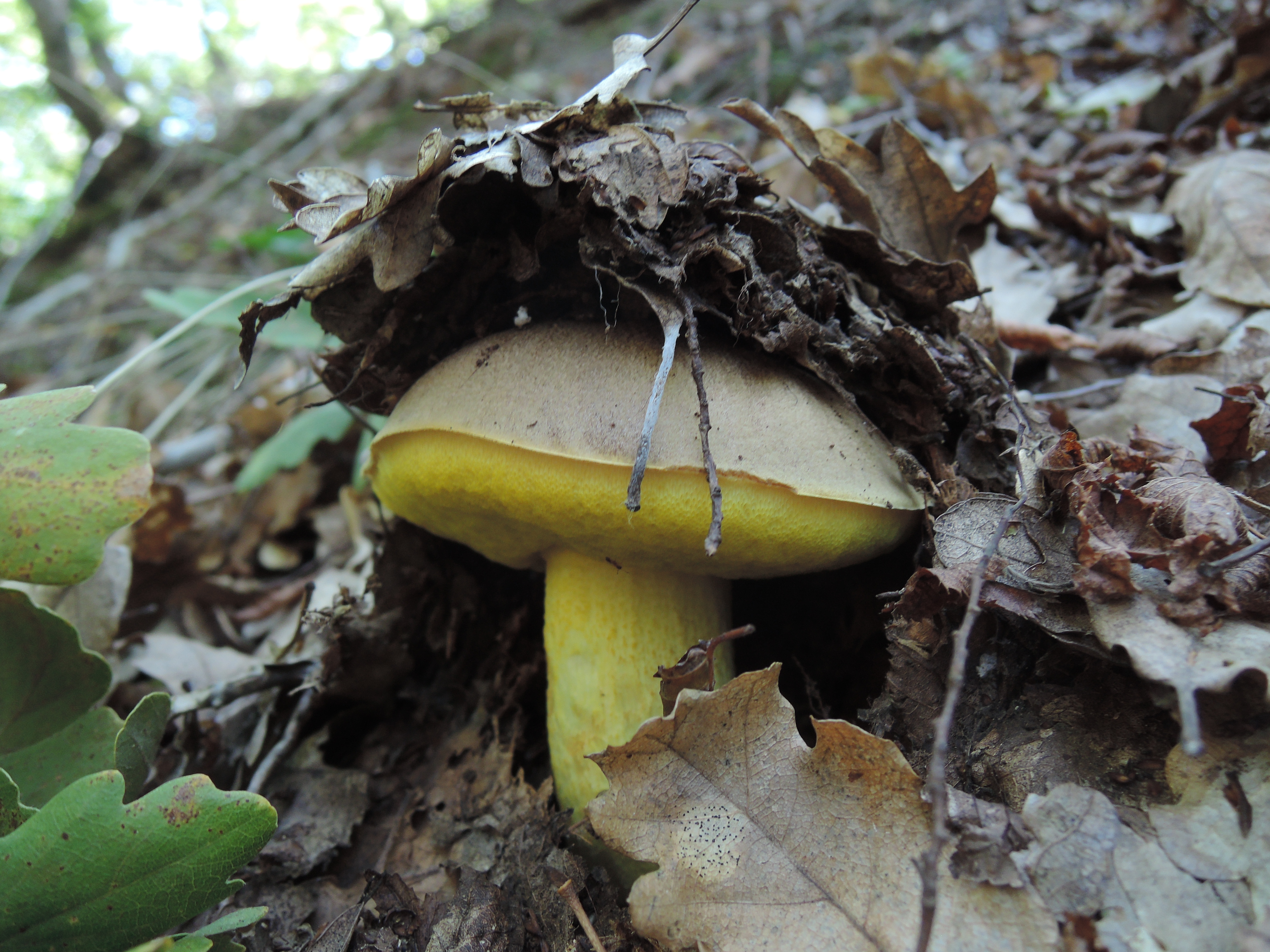 Полубелый гриб (hemileccinum impolitum) или желтый боровик: отличный для маринада