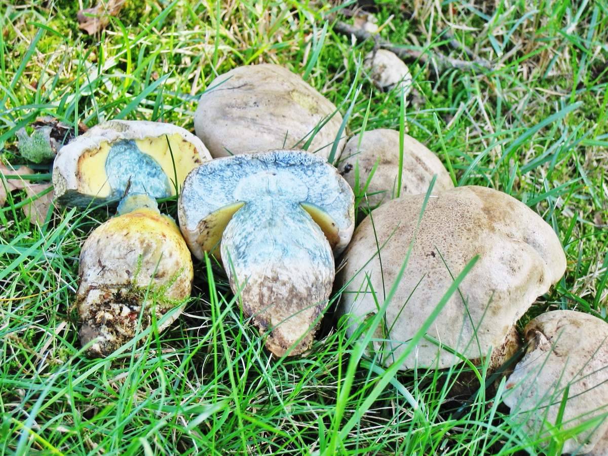Как не попасть на ложный боровик: список несъедобных грибов. описание боровика коренящегося ядовитые боровики