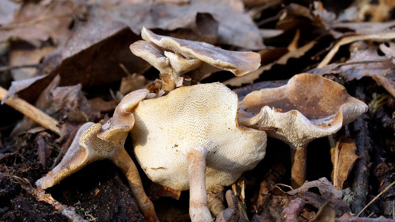 Названия и описание грибов растущих на пнях (+41 фото) — викигриб