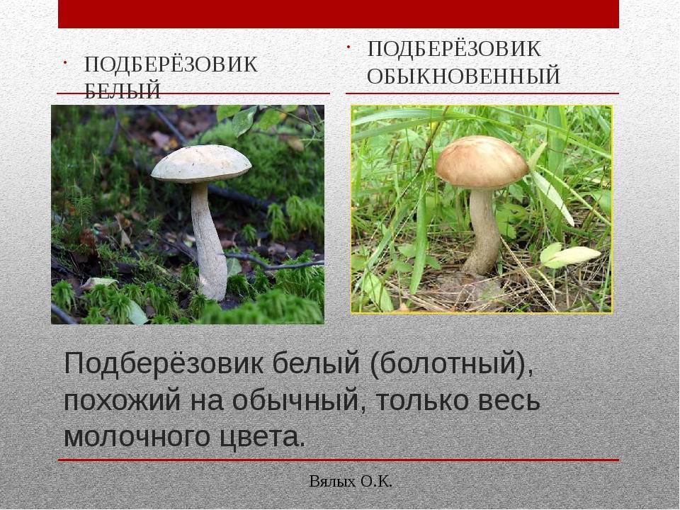 Описание гриба подберезовика обыкновенного: где растет, как собирать