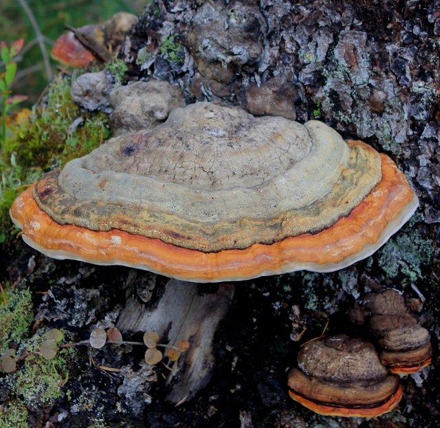 Трутовик окаймлённый или сосновый (fomitopsis pinicola): лечебные свойства и применение в народной медицине, а также культивирование и как готовить гриб