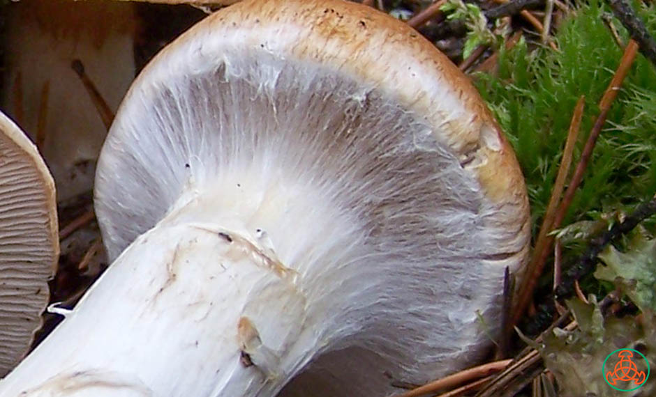 Паутинник красивейший - фото и описание гриба, как выглядит и где растет