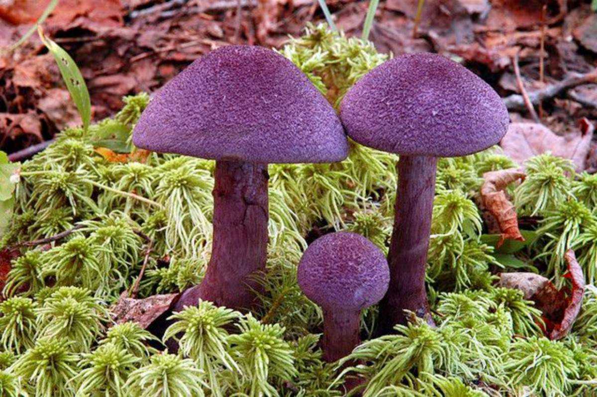 Фиолетовый гриб — особенности и интересные факты + видео