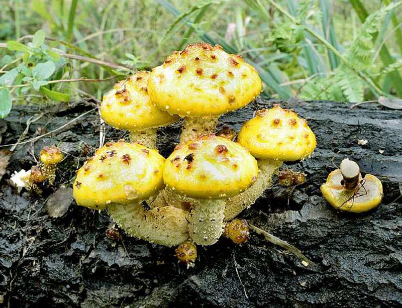 Чешуйчатка съедобная — описание гриба, где растет, похожие виды, фото