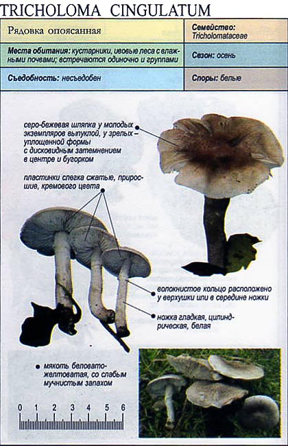 Рядовка серая – описание, свойства и места произрастания гриба. — викигриб