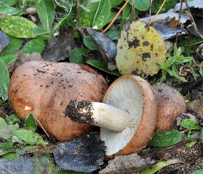 50 фото разных видов грибов подтопольники, ? названия, описания, как отличить