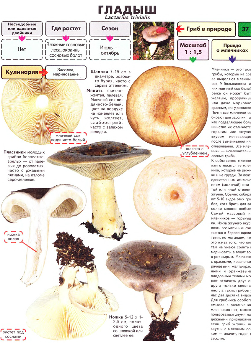 Популярные съедобные грибы. фото, названия и описание. — ботаничка
