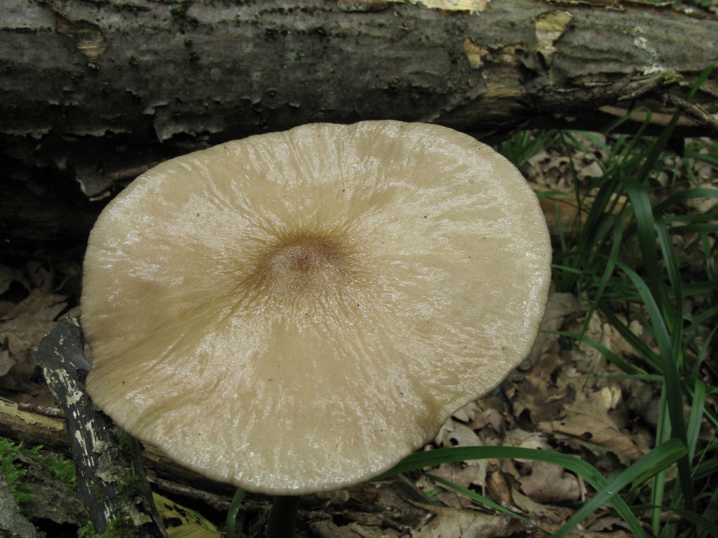 Ксилария многообразная: гриб, известный под названием пальцы мертвеца