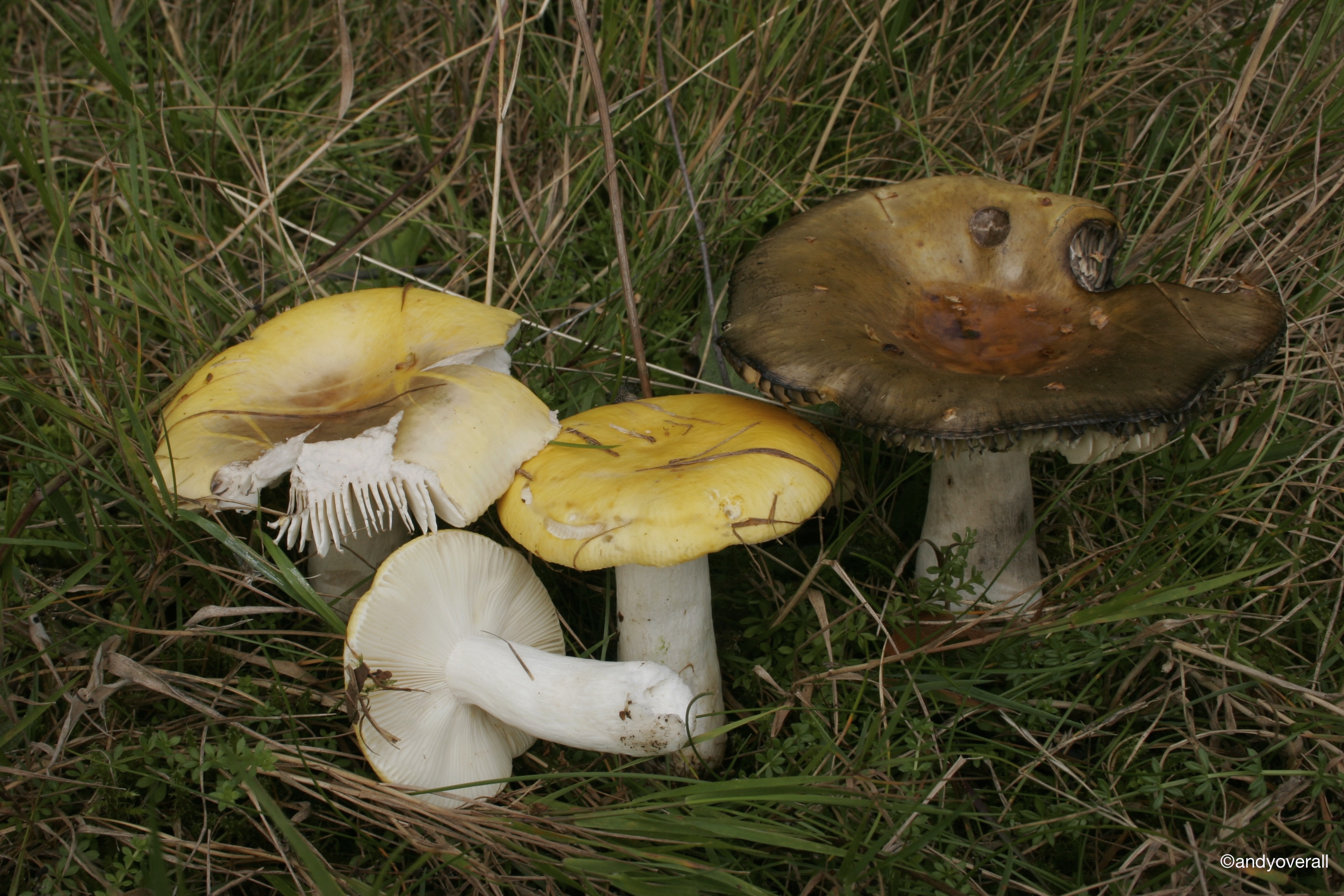 Сыроежка сине-желтая (russula cyanoxantha): фото и описание съедобного гриба