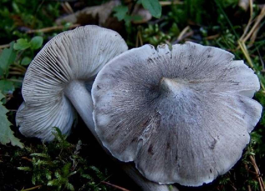 Серушка (lactarius flexuosus): описание, фото, как отличить гриб от других видов и как его готовить