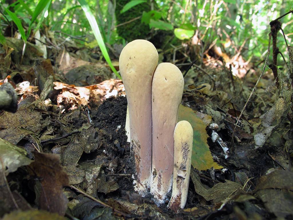 Клавариадельфус язычковый, описание гриба — викигриб