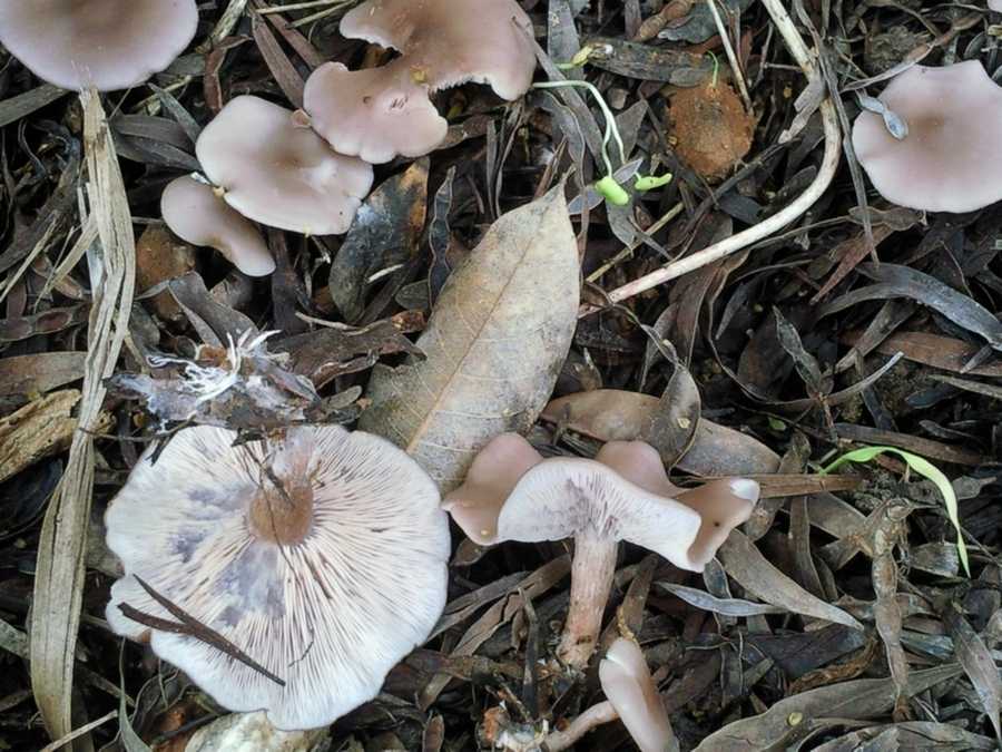 Рядовка фиолетовая (lepista nuda) – грибы сибири
