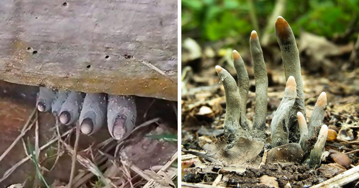 Где растет гриб пальцы дьявола | интересный сайт