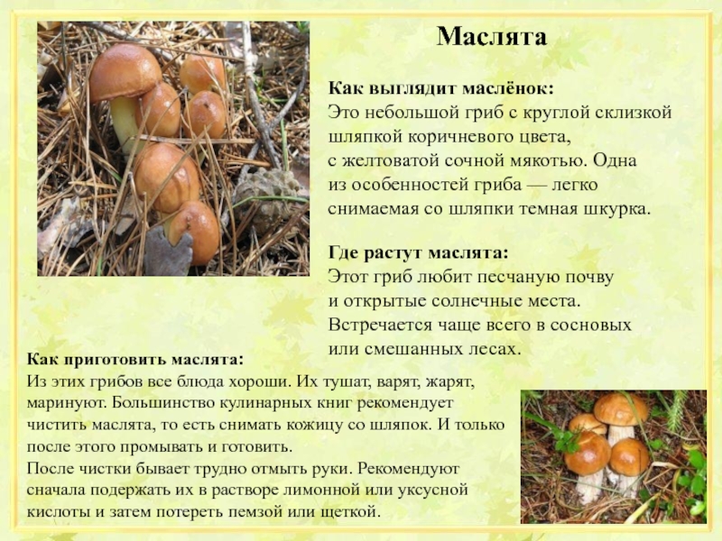 Съедобные грибы маслята. ложные маслята - как отличить? фото и описание ложных маслят