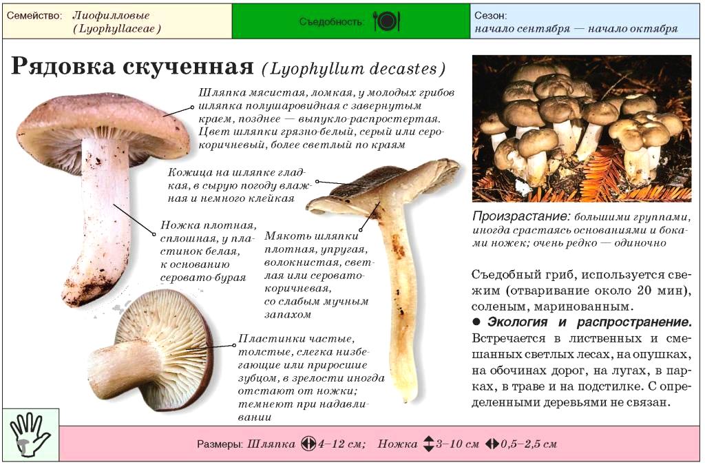 Шпальный гриб (neolentinus lepideus) или пилолистник чешуйчатый: фото, описание и как приготовить этот гриб