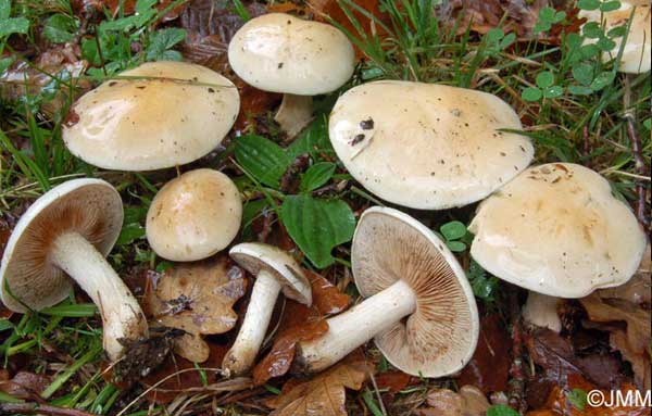 Шишкогриб хлопьеножковый (strobilomyces floccopus): фото, описание и как готовить гриб