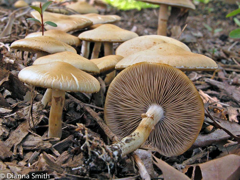 Зонтик пестрый, большой или высокий (macrolepiota procera): фото, описание и как приготовить съедобный гриб