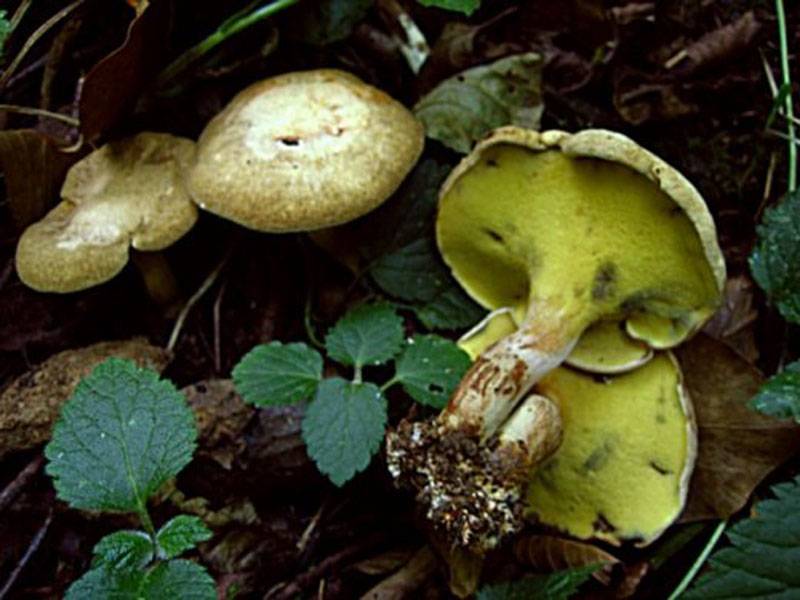 78 видов грибов, которые нельзя собирать в ленинградской области. бледная поганка тоже - охраняестся | грибной дневник лидии бам | дзен