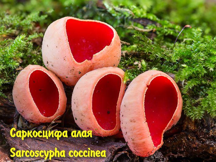 Саркосцифа алая (саркосцифа ярко-красная, пепица красная, sarcoscypha coccinea): как выглядит, где и как растет, съедобный или нет