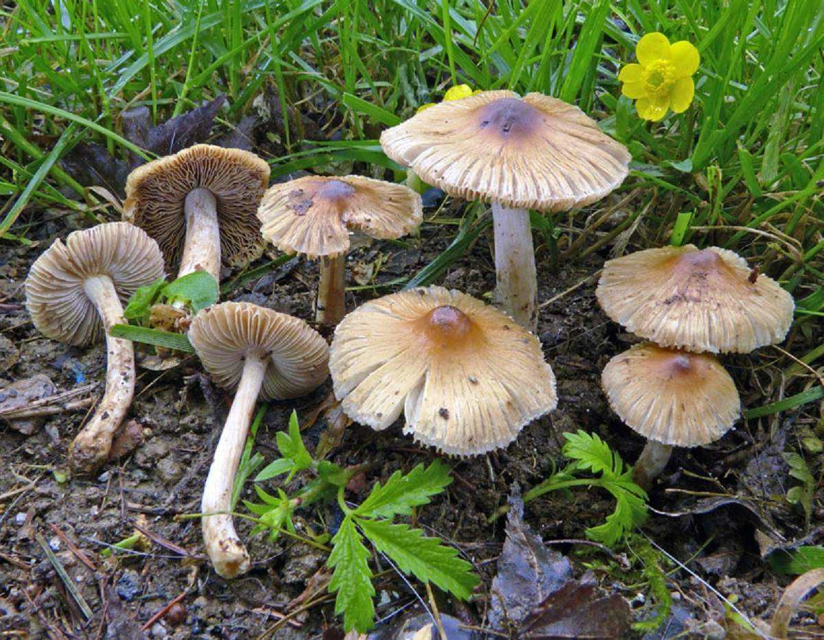 Волоконница заурядная (inocybe obsoleta) – грибы сибири