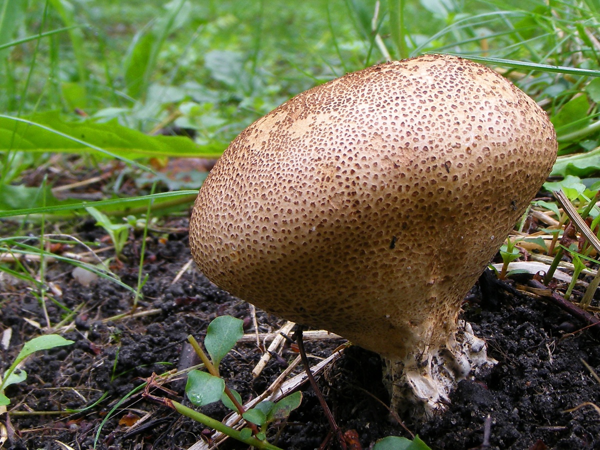 Ложный дождевик: фото и описание гриба, как выглядит и как отличить от обыкновенного, бородавчатого и ядовитого