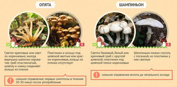 Отравление грибами: причины, симптомы, лечение | энтеросгель